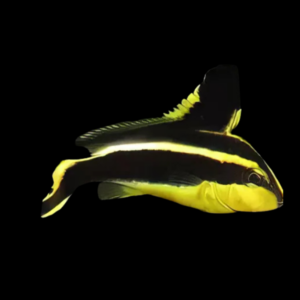 Yellow Hi-Fin Sweetlips Plectorhinchus Pictus