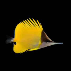 Yellow Long Nose Butterfly Fish Forcipiger Flavissimus