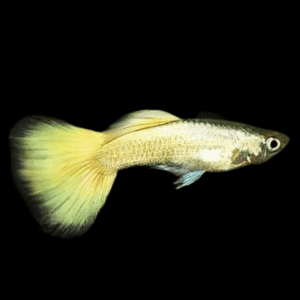 Yellow Metallic Male Guppy Poecilia Reticulata 3cm