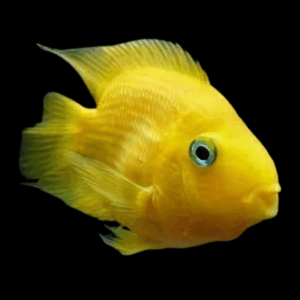 Yellow Baby Parrot Fish Hybrid Amphilophus Citrinellus × Vieja melanurus 3cm
