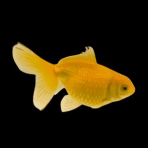 Yellow Pearlscale Goldfish Carassius Auratus