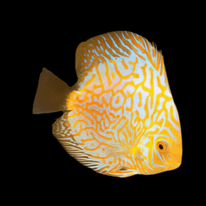 Yellow Pigeon Checkerboard Discus