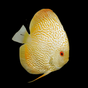Yellow Pigeon Snakeskin Discus