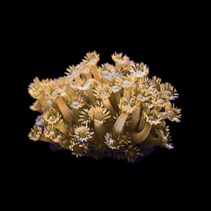 Yellow Polyp Coral Frag Goniopora Sp