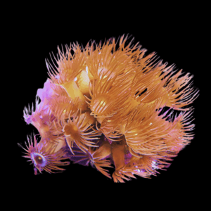Yellow Coral Polyp Parazoanthus Sp