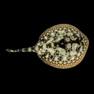 Yellow Stingray Urobatis Jaimaicensis