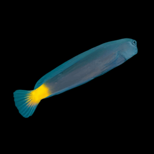 Yellow Tail Blenny Ecsenius Namiyei