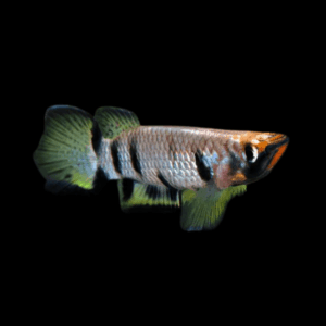 Yellowtail Killifish Epiplatys Dageti 4cm