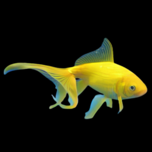 Yellow Wakin Goldfish