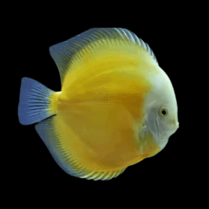 Yellow and White Discus