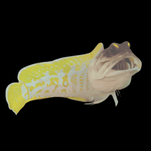 Yellow barred Jawfish Opistognathus Randalli