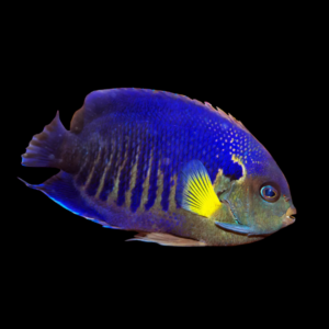 Yellowfin Dwarf Angelfish Centropyge Flavipectoralis