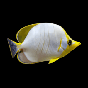 Yellowhead Butterfly Fish Chaetodon Xanthocephalus