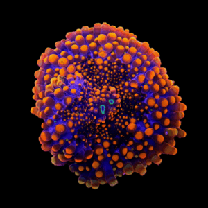 Yuma Mushroom Fungiidae Coral Ricordea Yuma