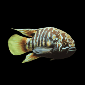 Zebra Acara Cichlid Nannacara Adoketa 3cm