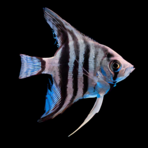 Zebra Angelfish Pterophyllum Scalare
