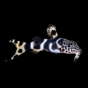 Zebra Barfin Catfish Synodontis Ornatipinnis 4cm
