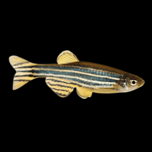 Zebra Danio Danio Rerio 2cm