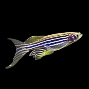 Zebra Danio Long Fin Danio Rerio 2cm