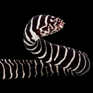 Zebra Eel Gymnomuraena Zebra