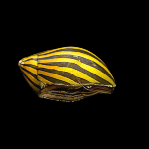 Zebra Snail Neritina Natalensis 2cm
