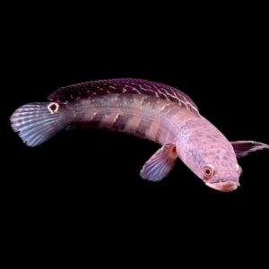 Maru Red Sampit Snakehead Channa Melanptera Marulioides 6cm