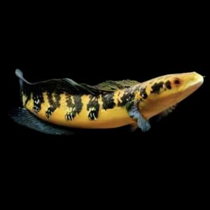 Sentarum Maru Yellow Snakehead Ophicephalus Marulioides Bleeker 8cm
