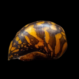 Batik Nerite Snail Neritina Variegata 2cm