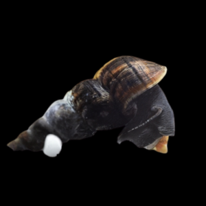 Black Antenna Rabbit Snail Tylomelania 5cm