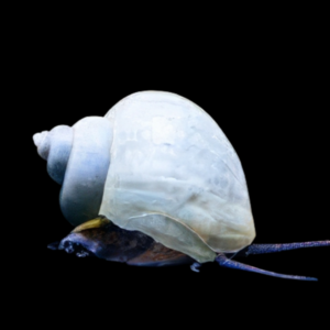 Blue Apple Mystery Snail Pomacea Canaliculata Amularis Sp 4cm