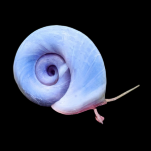 Blue Ramshorn Snail Planorbella Duryi 2cm