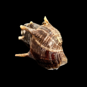 Hedgehog Thorny Tower Snail Thiara Scabra 2cm