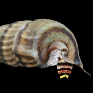 King Rabbit Snail Tylomelania 5cm