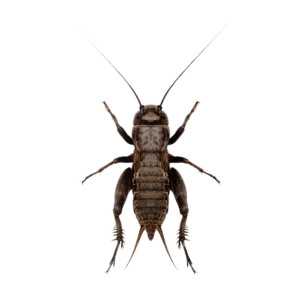 Live Black Cricket Extra Large 20-30mm approx 25 Crickets