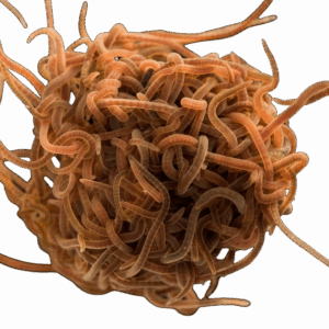 7 x Live Blackworm Single Feed Bags (approx. 90ml per bag)