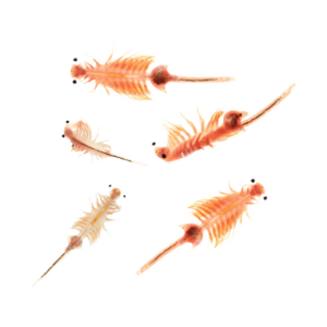 7 x Live Brine Shrimp Hatch-in-the-bag Nauplii (approx. 115 ml per bag)