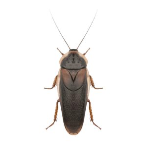 Dubia Cockroach Large 25-30mm approx 10 Cockroachs