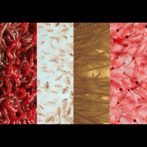 Live Food Freshwater Multi Pack Large