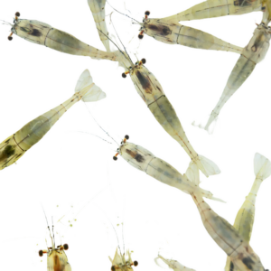 7 x Live Freshwater River Shrimp Single Feed Bags (250 ml bag with approx. 8-10 shrimps per bag)