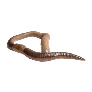 7 x Live Giant Lob Worms 90-150mm Single Feed Bags (approx 10 worms per bag)