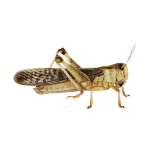 Live Locust Adult 35-50mm approx 6 Locusts