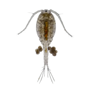 7 x Live Marine Copepods Single Feed Bags (approx. 100 ml per bag)