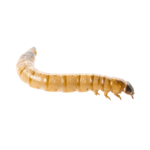 7  x Live Morio Worm 40-60mm Single Feed Bags (approx 50G per bag)