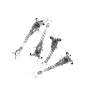 7 x Live Mysis Shrimp Single Feed Bags (approx. 200ml per bag)