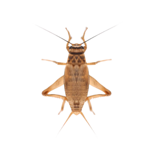 Live Silent Brown Cricket Extra Large 20-30mm approx 25 Crickets