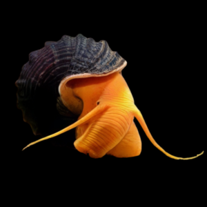 Orange Rabbit Snail Tylomelania 5cm