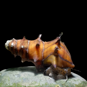 Pagoda Snail Brotia Pagodula 3cm