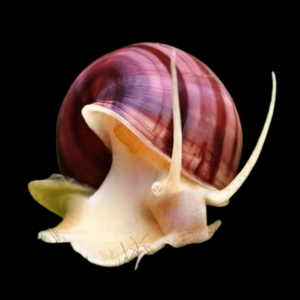 Pink Apple Mystery Snail Pomacea Canaliculata Amularis Sp 4cm