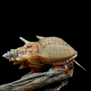 Prambanan Nerite Snail Neritina Prambanan Sp 2cm