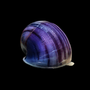 Purple Apple Mystery Snail Pomacea Canaliculata Amularis Sp 4cm